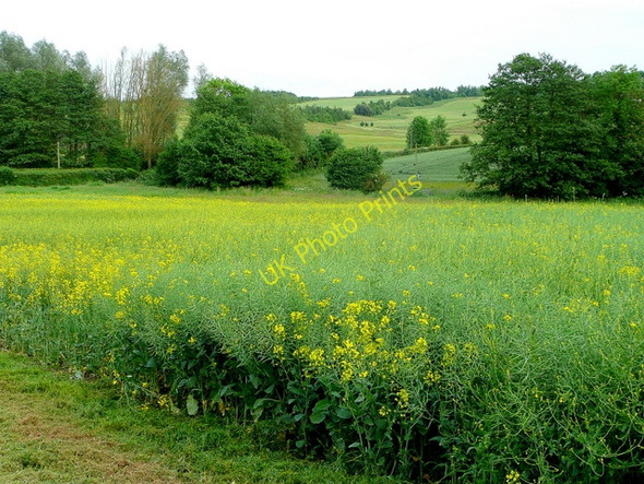 Photo 6"x4" Rape-field in the Rudhall valley 3 Bromsash c2009