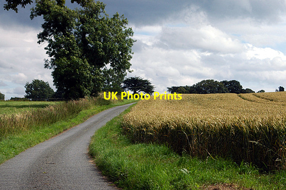 Photo 6"x4" Cereals beside the road Admaston\/SK0523 c2009
