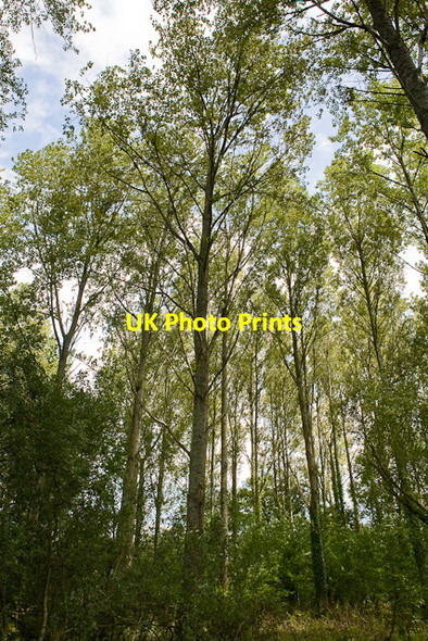 Photo 6"x4" Tall trees beside footpath Fordingbridge c2009