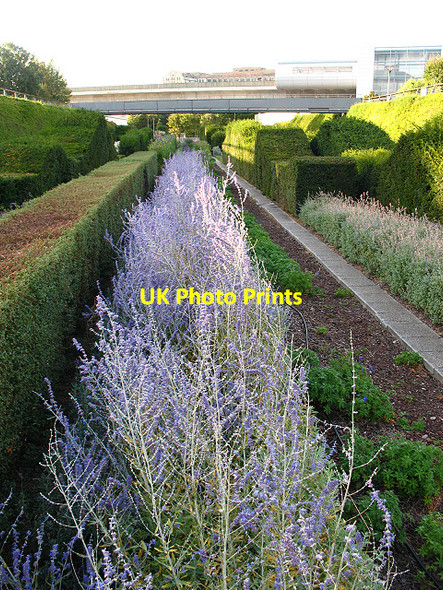 Photo 6"x4" Lavender in Thames Barrier Gardens Woolwich c2009