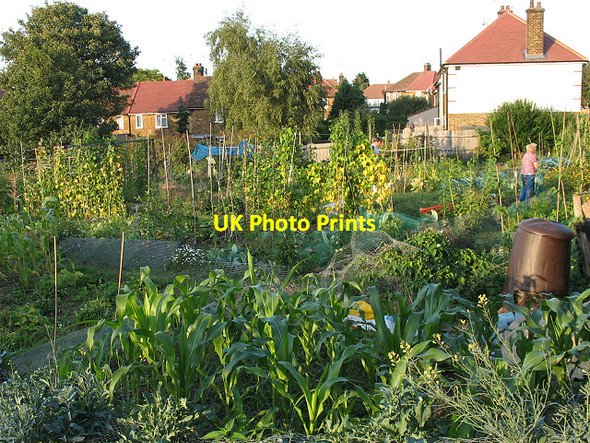 Photo 6"x4" Allotments on Highcombe Greenwich\/TQ3977 c2009
