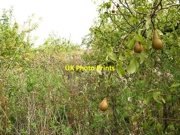Photo 6"x4" Overgrown pear orchard at Selling Neames Forstal c2009