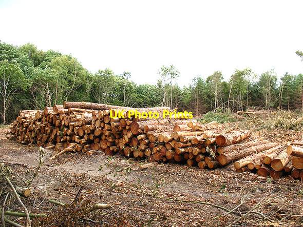 Photo 6"x4" Log pile in Joan Beech Wood Rhode Common c2009