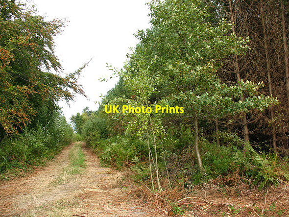 Photo 6"x4" Track through Joan Beech Wood Rhode Common c2009