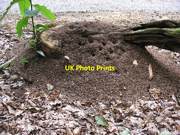 Photo 6"x4" Anthill in the woods Winterbourne\/TR0657 c2009