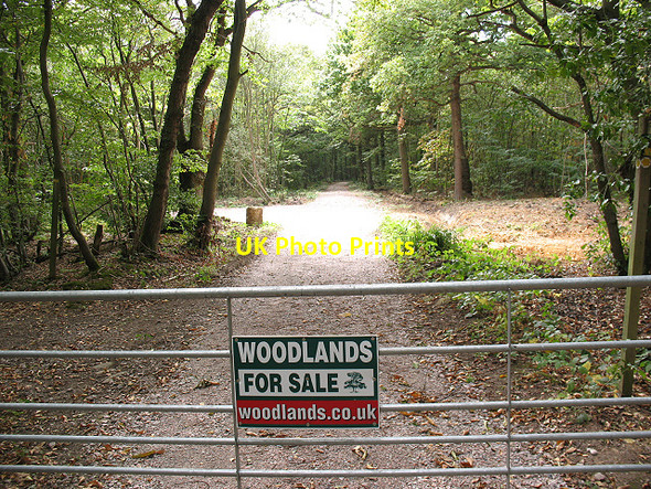 Photo 6"x4" Woodlands for sale Dunkirk\/TR0759 c2009
