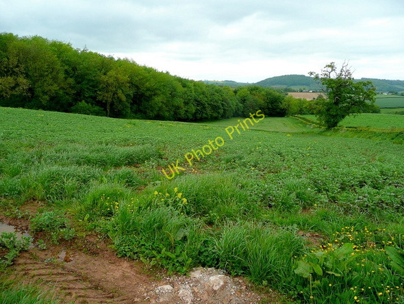 Photo 6"x4" Arable land near Round Wood Llangattock-Vibon-Avel c2009