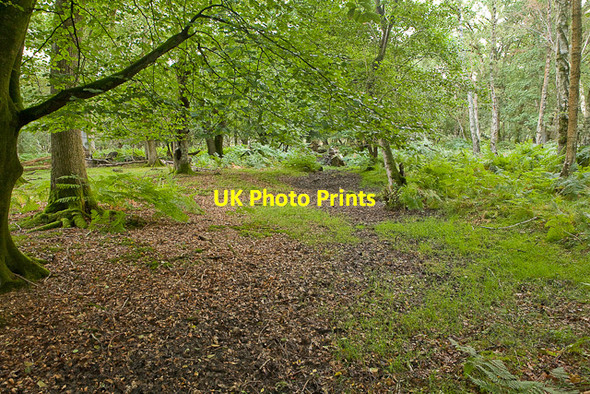 Photo 6"x4" Warwickslade Cutting: original stream bed Bank\/SU2807 c2009