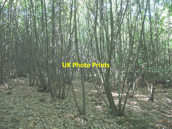 Photo 6"x4" Coppice on the slopes of Iron Hill Hickmans Green c2009