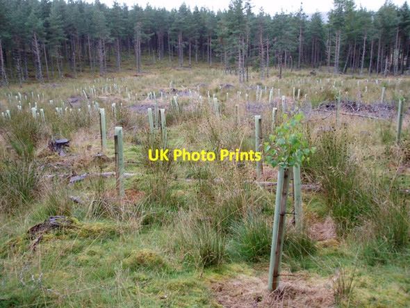 Photo 6"x4" Claggersnich Wood Cromdale c2009