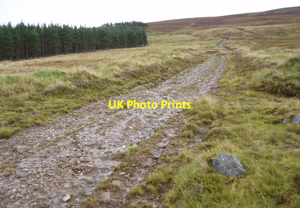 Photo 6"x4" Track passing Claggersnich Wood Cromdale c2009