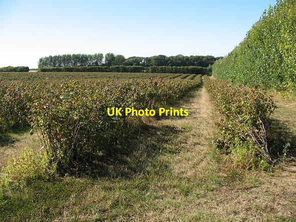 Photo 6"x4" Unidentified fruit field Crouch\/TR0558 c2009