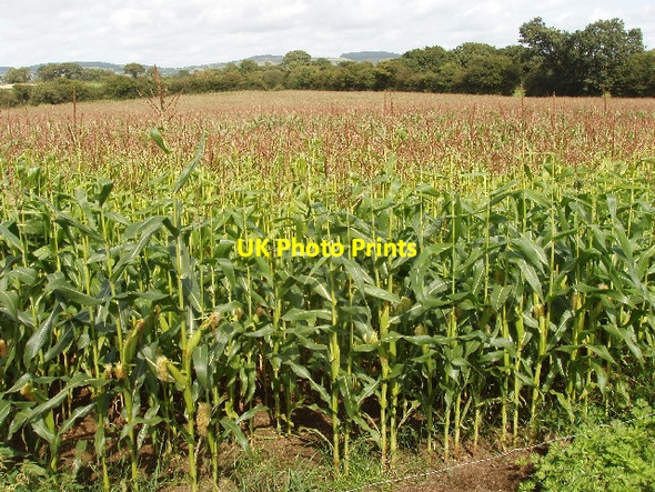 Photo 6"x4" Maize near Grange Station Mooncoin c2009