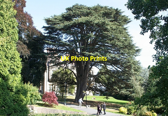 Photo 6"x4" Cedar of Lebanon, Priory Park, Malvern Great Malvern c2009
