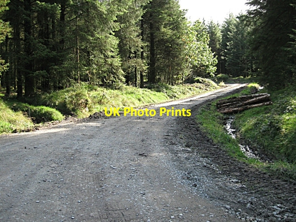 Photo 6"x4" Forest Track Ballywilliam c2009 P1