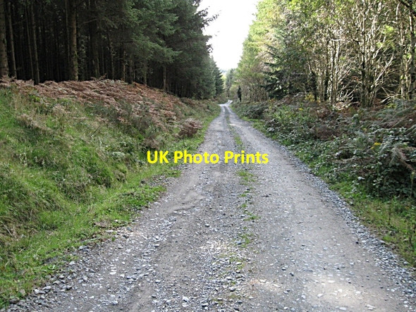 Photo 6"x4" Forest Track Saint Mullin's c2009
