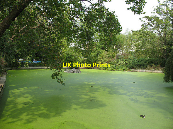 Photo 6"x4" Brookmill Park: lake with algal bloom Deptford\/TQ3677 c2009