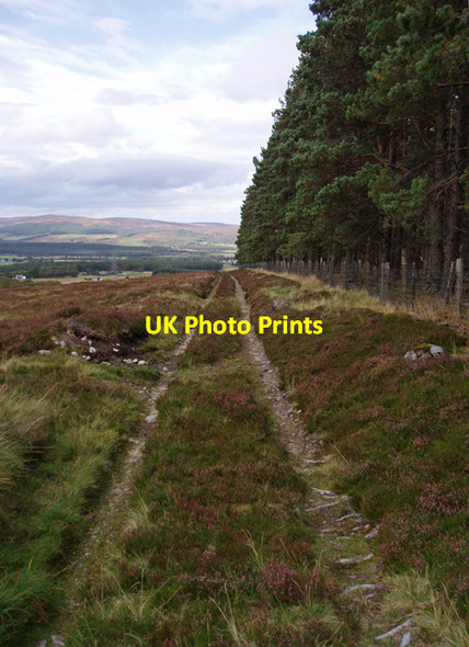 Photo 6"x4" Track alongside Tomlea Plantation Anagach c2009