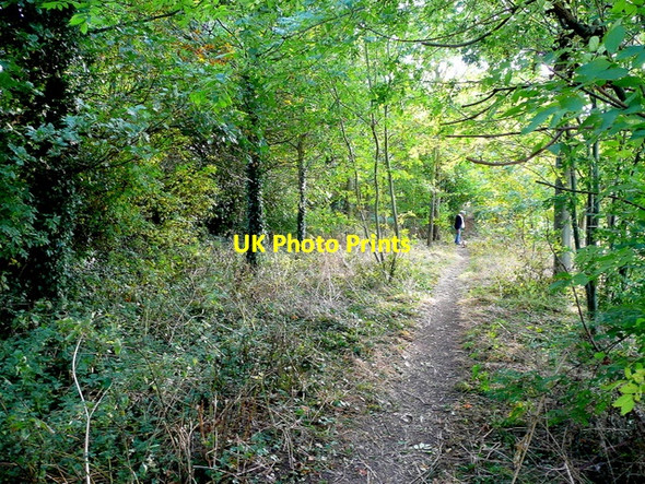 Photo 6"x4" Footpath through the trees Childswickham c2009