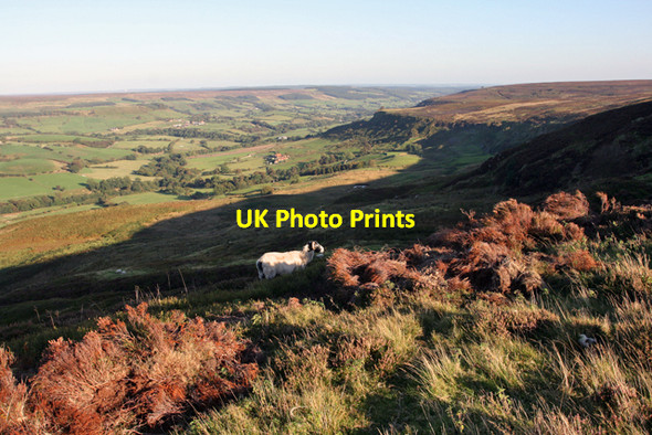 Photo 6"x4" Towards Thorgill Bank Thorgill c2009