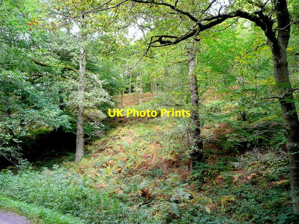 Photo 6"x4" The Royal Forest of Dean Brierley\/SO6215 c2009