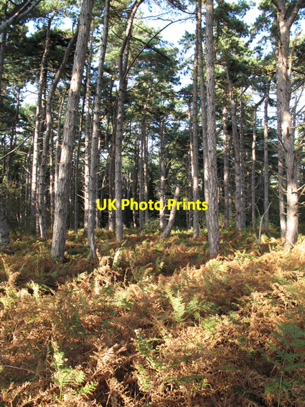 Photo 6"x4" Pine trees and bracken in the Holkham Meals woodland Holkham c2009