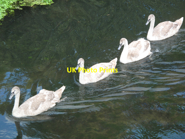 Photo 6"x4" Young swans on the River Glaven Cley next the Sea c2009