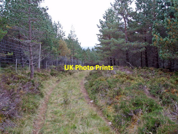 Photo 6"x4" Track through Tombain Plantation Upper Derraid c2009