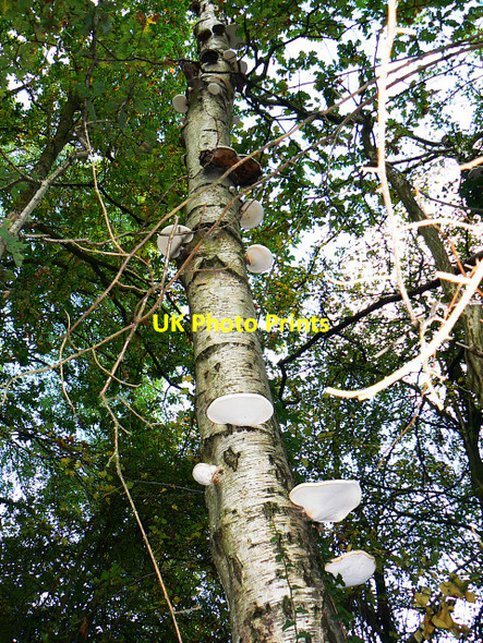 Photo 6"x4" Polypore fungi on a birch, Stanton Park, Swindon Stanton Fitzwarren c2009
