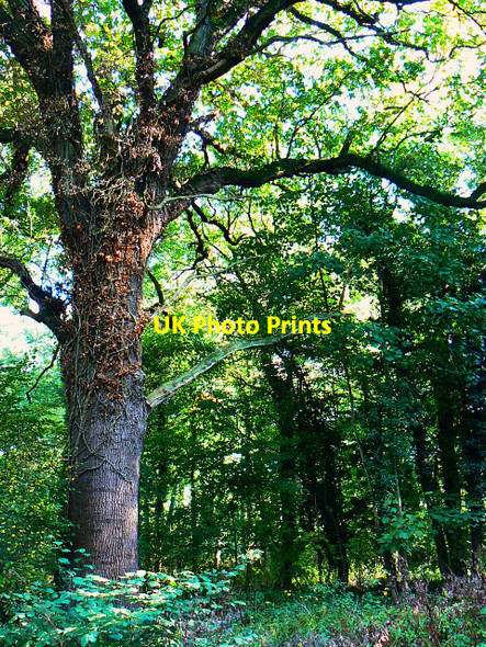 Photo 6"x4" Oak tree in Great Wood, Stanton Park, Swindon Stanton Fitzwarren c2009