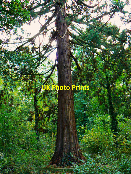 Photo 6"x4" Redwood, Great Wood, Stanton Park, Swindon Stanton Fitzwarren c2009
