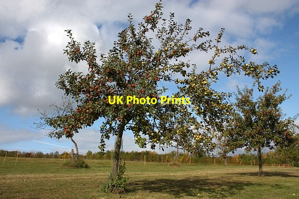 Photo 6"x4" Dual species apple tree, Lyne Down Lyne Down c2009