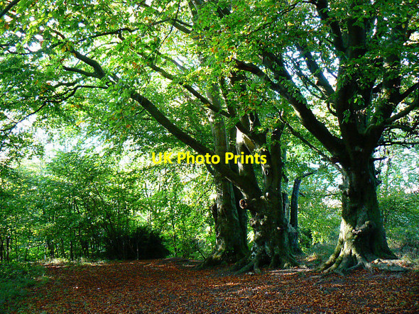 Photo 6"x4" Trees in Roundway Hill Covert, Roundway CP Roundway c2009