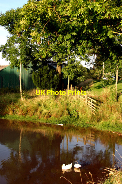 Photo 6"x4" Duck pond at Lower Porthamel Farm Talgarth\/SO1533 c2009
