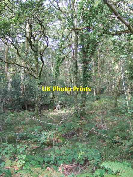 Photo 6"x4" In Pengelli Forest Felindre Farchog c2009