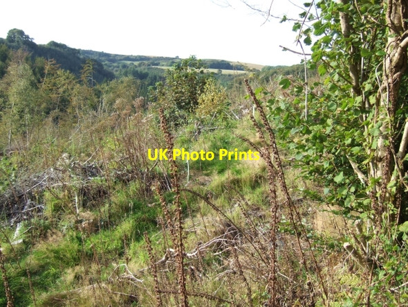 Photo 6"x4" Looking into Ffynnon-ddu Wood Felindre Farchog c2009