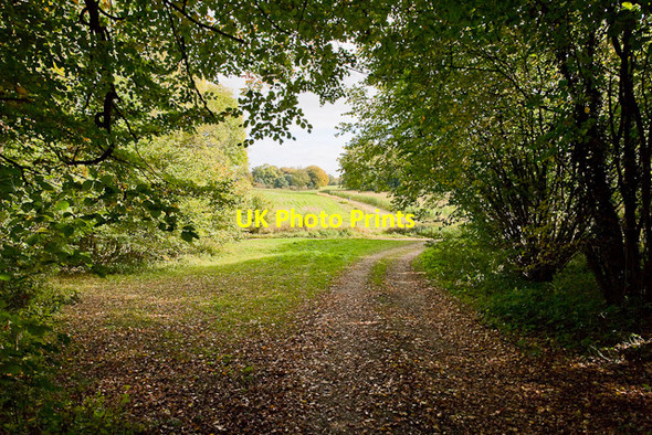 Photo 6"x4" Approaching Keeper's Cottage along the track from West Lodge Beauworth c2009
