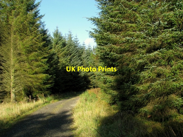 Photo 6"x4" Track, Glenariff Forest Park Glenariff c2009