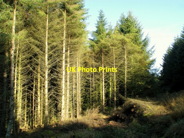 Photo 6"x4" Trees and timber, Glenariff Forest Park Glenariff c2009