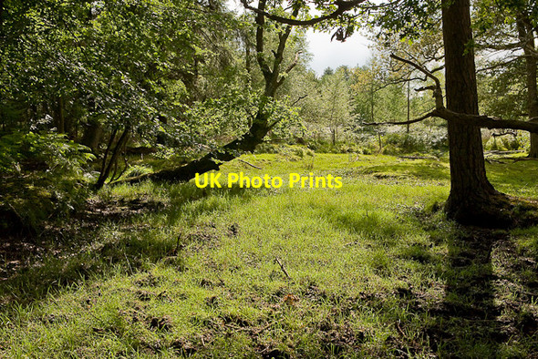 Photo 6"x4" Warwickslade Cutting: original stream bed Bank\/SU2807 c2009