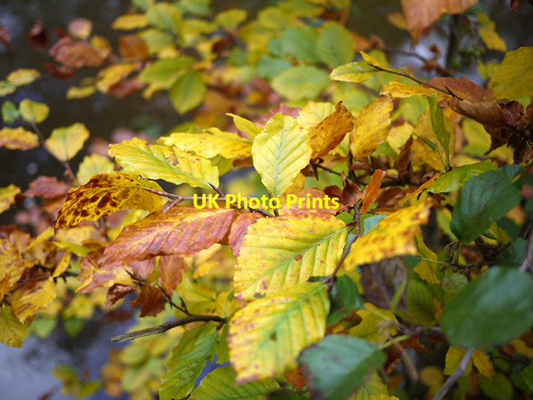 Photo 6"x4" Autumnal leaves by the Minnowburn Drumbeg\/J3066 c2009