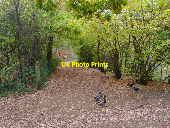 Photo 6"x4" Footpath, Stockgrove Park Fox Corner\/SP9229 c2009