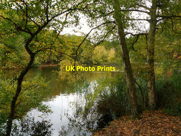 Photo 6"x4" The Lake, Stockgrove Park Fox Corner\/SP9229 c2009