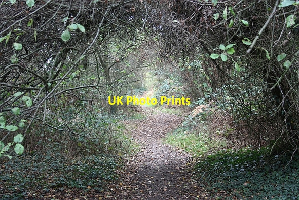 Photo 6"x4" Wood Street Great Malvern c2009