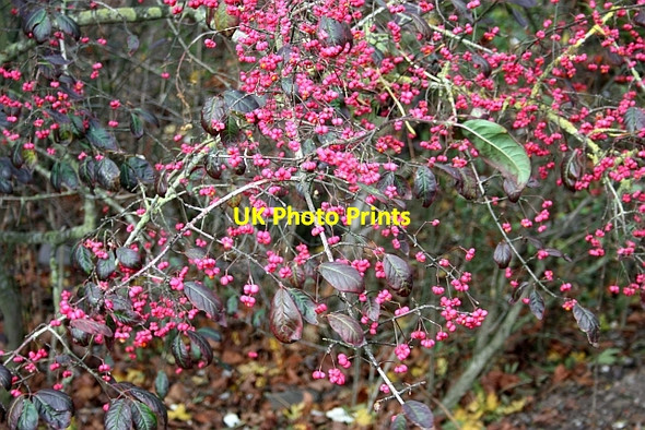Photo 6"x4" Spindle tree (Euonymus) Great Malvern c2009