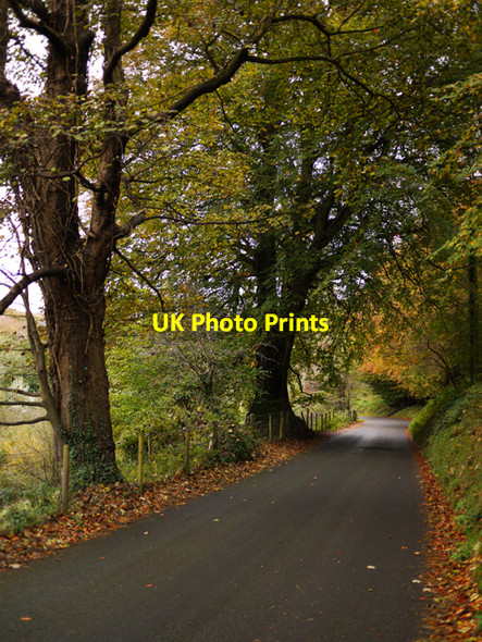 Photo 6"x4" The Edenderry Road near Minnowburn Drumbeg\/J3066 c2009