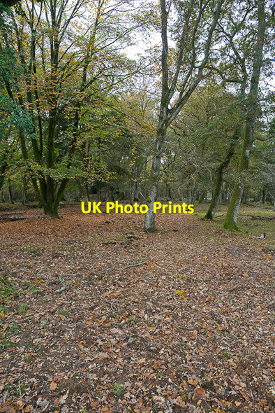Photo 6"x4" Warwickslade Cutting: filled in Bank\/SU2807 c2009