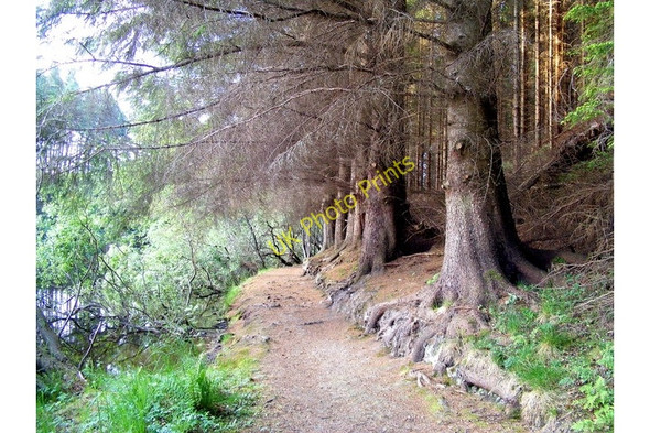 Photo 6"x4" A Track by the Loch Clackmarras c2009