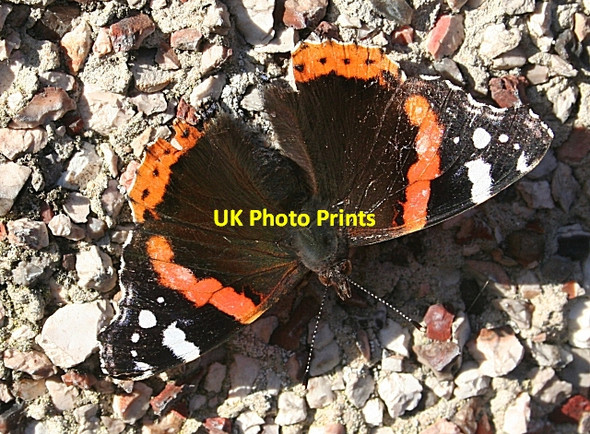 Photo 6"x4" Red Admiral Butterfly (Vanessa atalanta) Fochabers c2009