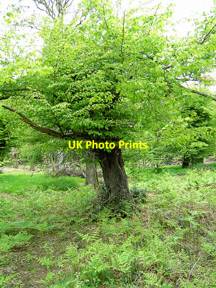 Photo 6"x4" Pollarded Hornbeam in Epping Forest Chingford c2005